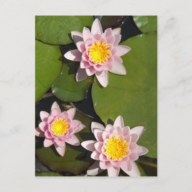 Water lilies postcard (Front)