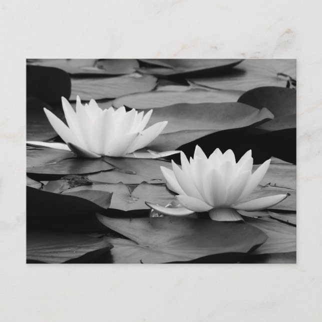 Water Lilies Postcard (Front)
