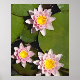 Water lilies poster