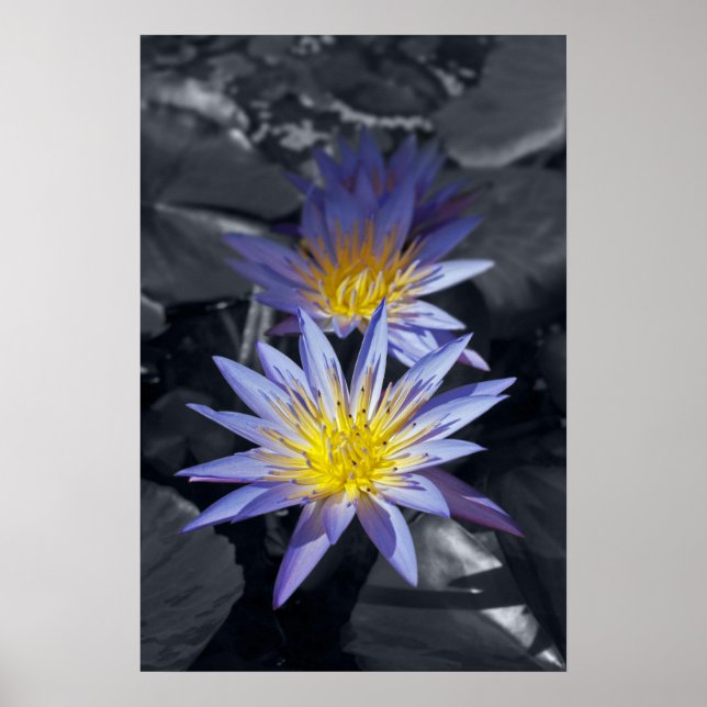 Water Lilies Poster (Front)