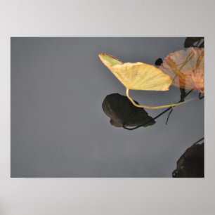 Water Lilies Poster