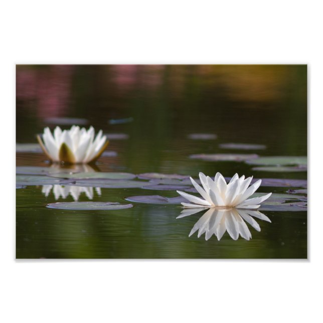 Water lilies white photo print (Front)