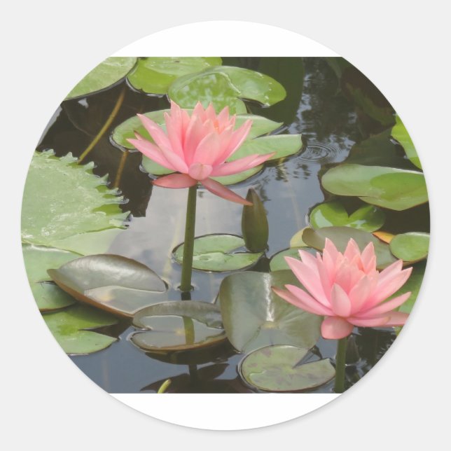Water Lillies Classic Round Sticker (Front)
