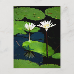 Water lillies, El Golfete, Guatemala Postcard