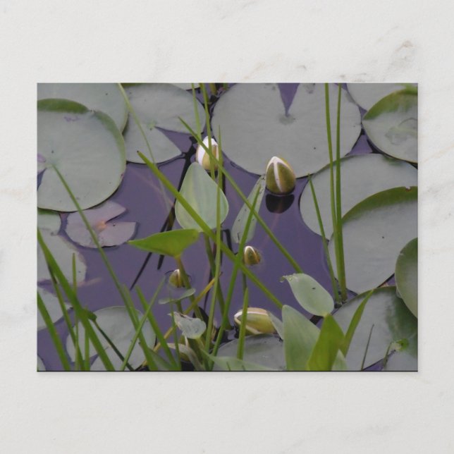 Water lillies postcard (Front)