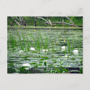 Water Lillies Postcard