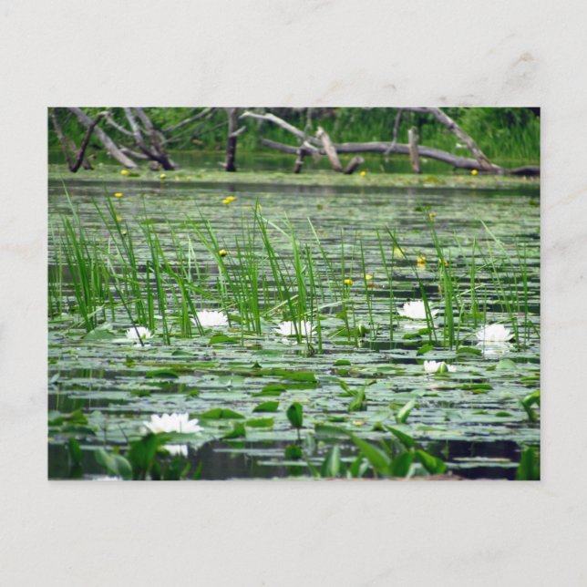 Water Lillies Postcard (Front)