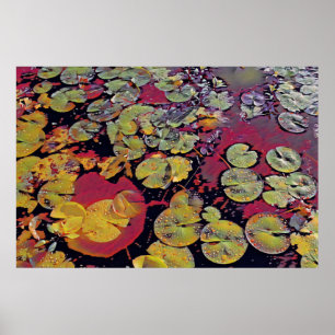Water Lillies  Poster