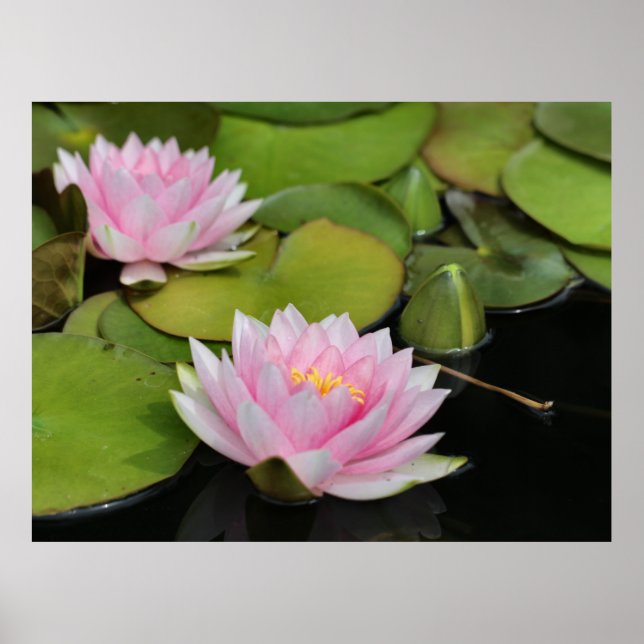 Water Lillies Poster (Front)