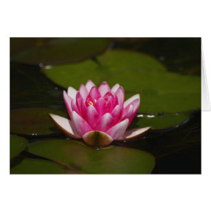 Water lilly and pads