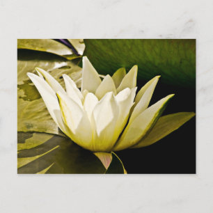 Water lilly Card
