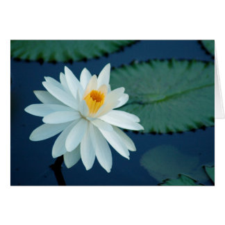 Water Lilly Card