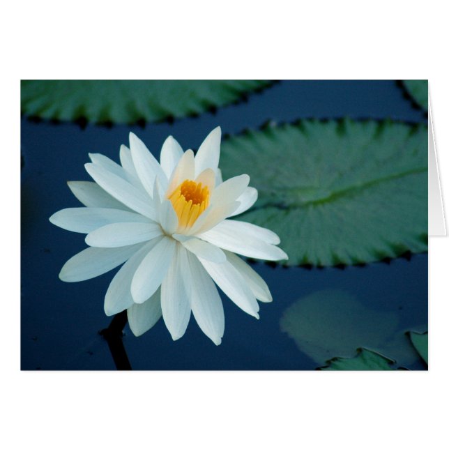 Water Lilly Card (Front Horizontal)