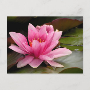 Water Lilly Card