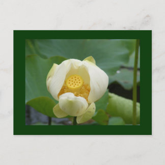 water lilly flower postcard