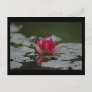 Water Lilly Postcard