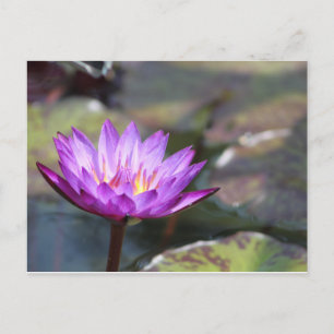 Water Lilly Postcard