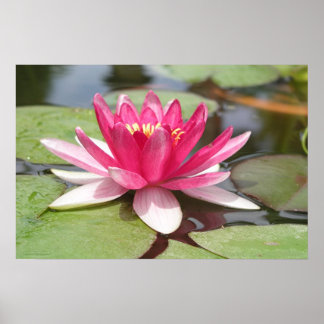 Water Lilly Poster