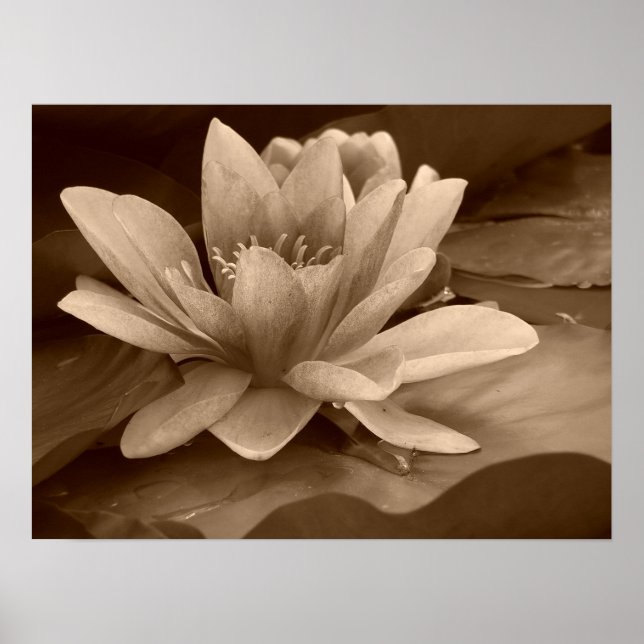 Water Lilly Poster (Front)