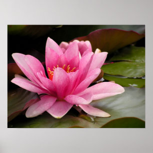 Water lilly Poster