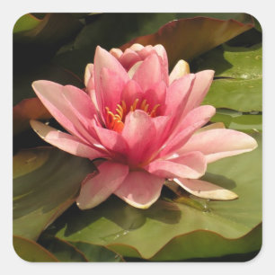 Water lilly Sticker