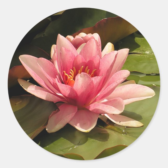 Water lilly Sticker (Front)