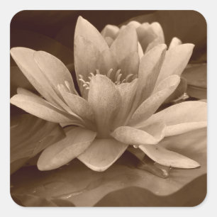 Water lilly Sticker