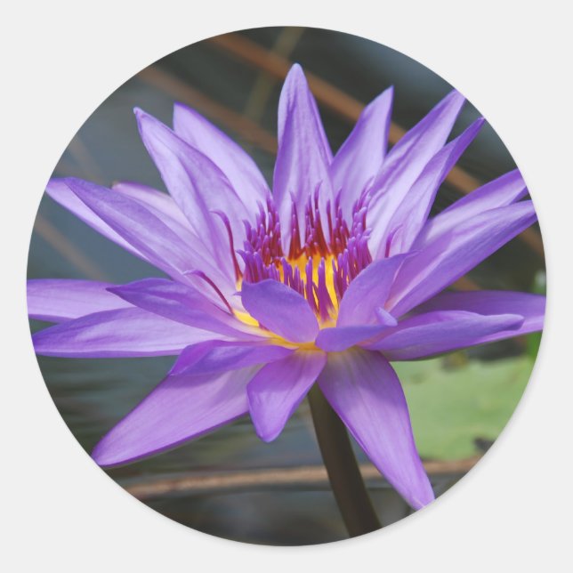 Water lilly Sticker (Front)