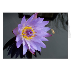 Water Lily