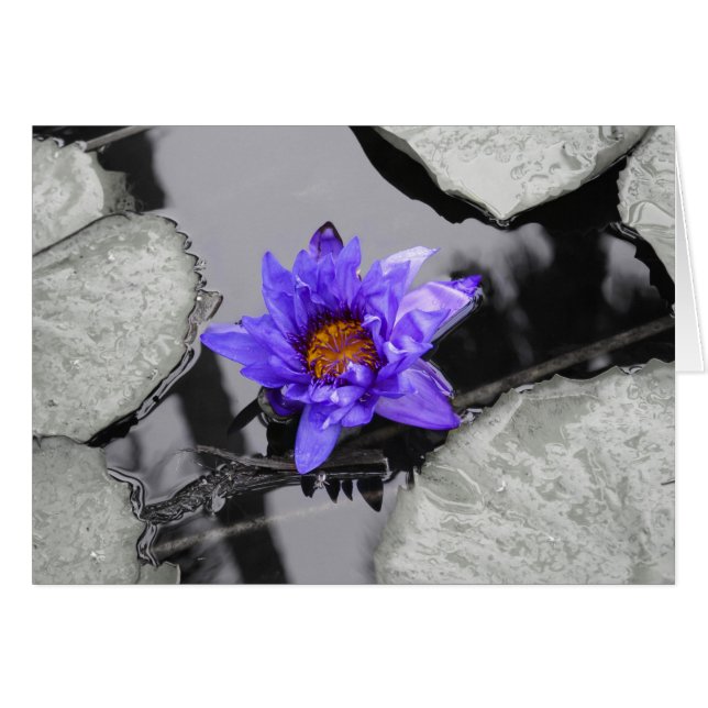 Water Lily (Front Horizontal)