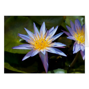 Water Lily