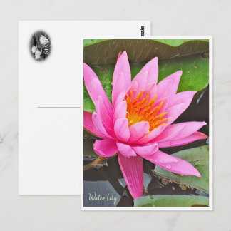Water Lily ポストカード Postcard
