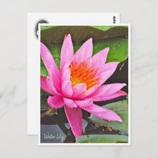 Water Lily ポストカード Postcard