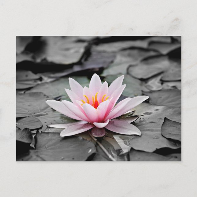 Water Lily Aquatic Plant  Postcard (Front)