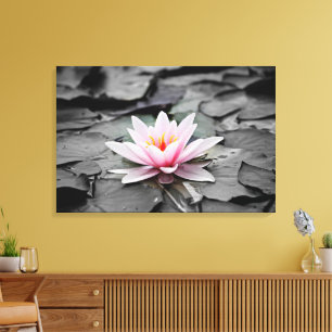 Water Lily Aquatic Plant Stretched Canvas Print