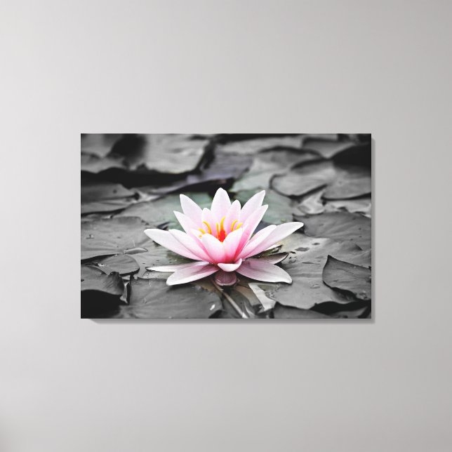 Water Lily Aquatic Plant Stretched Canvas Print (Front)