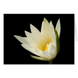 Water Lily Blank Card