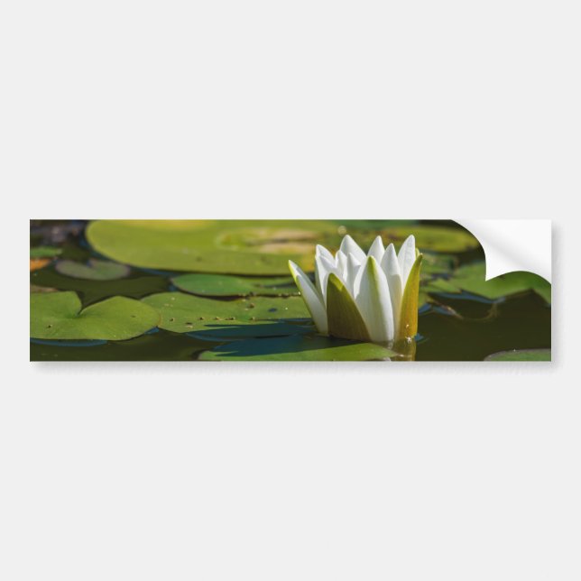 Water Lily Blossom Bumper Sticker (Front)