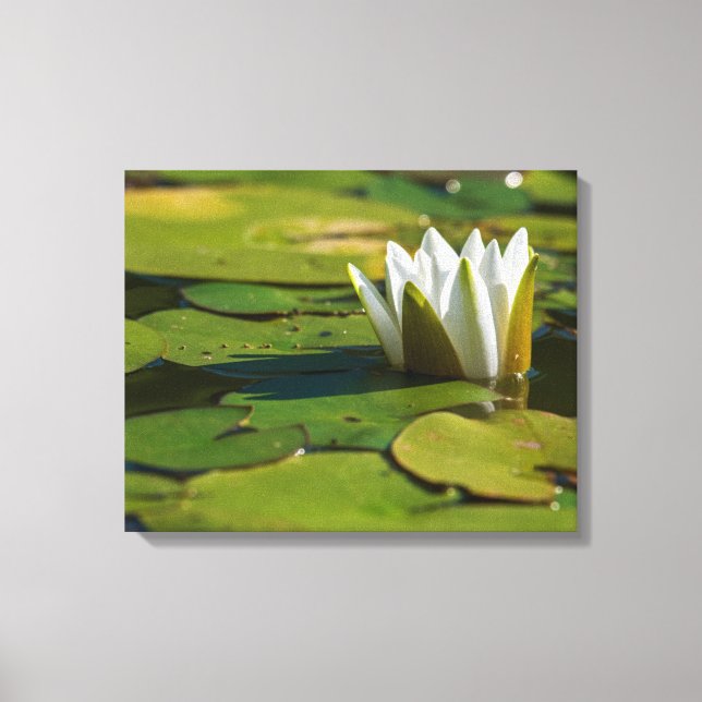 Water Lily Blossom Canvas Print (Front)