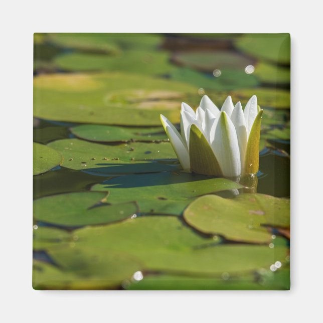 Water Lily Blossom Magnet (Front)
