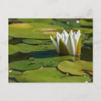 Water Lily Blossom