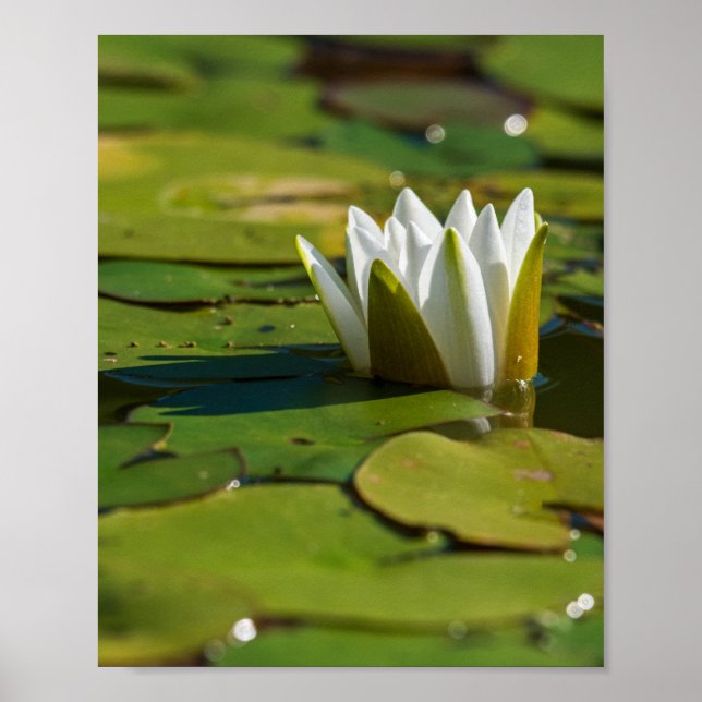 Water Lily Blossom Poster (Front)