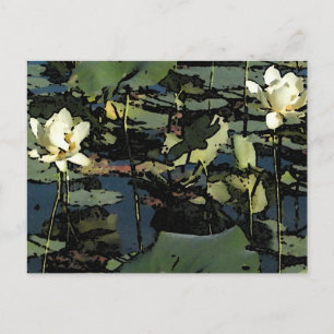 Water Lily Blossoms Postcard