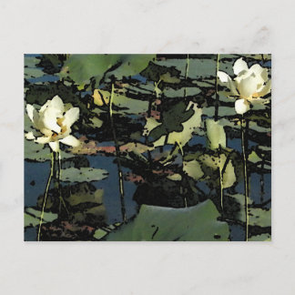 Water Lily Blossoms Postcard