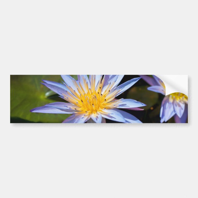 Water Lily Bumper Sticker (Front)