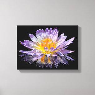 Water Lily Canvas Print