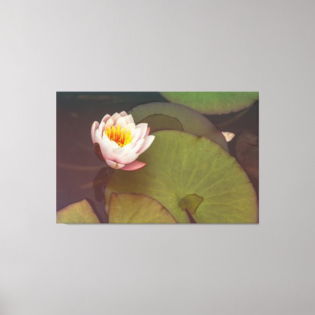 Water Lily Canvas Print (Front)