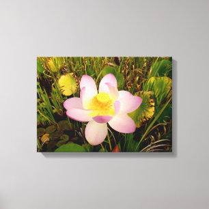 Water Lily Canvas Print