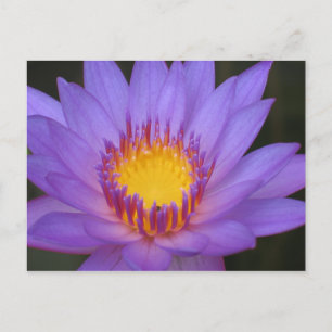 Water Lily Card