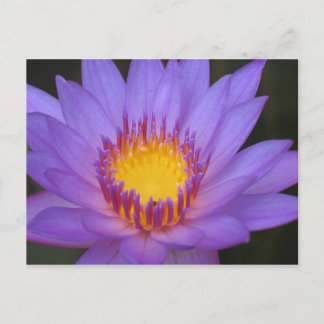 Water Lily Card